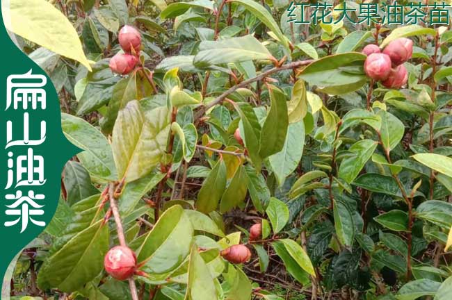 1-2年嫁接紅（hóng）花油茶杯苗 江蘇鹽城楊梅已掛果沃柑苗-扁山楊梅