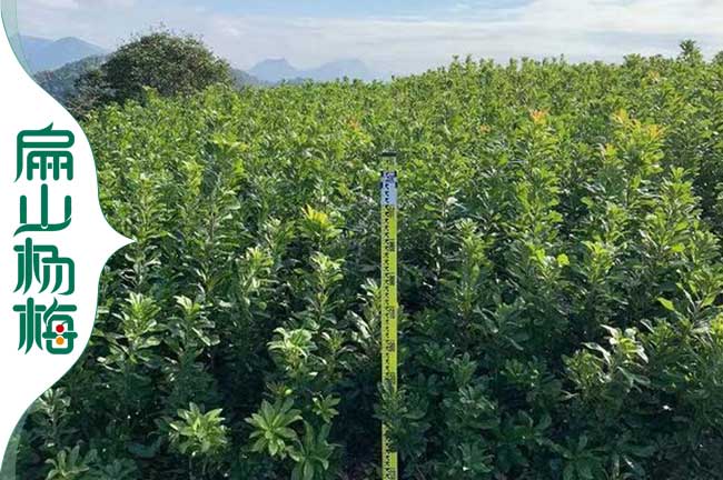 雲南1年水晶楊（yáng）梅苗