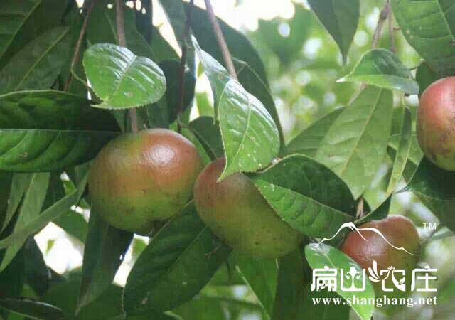 高產紅果茶（chá）由樹果（guǒ）子