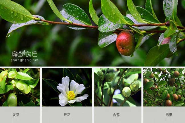 福建大果紅色（sè）茶（chá）籽樹苗