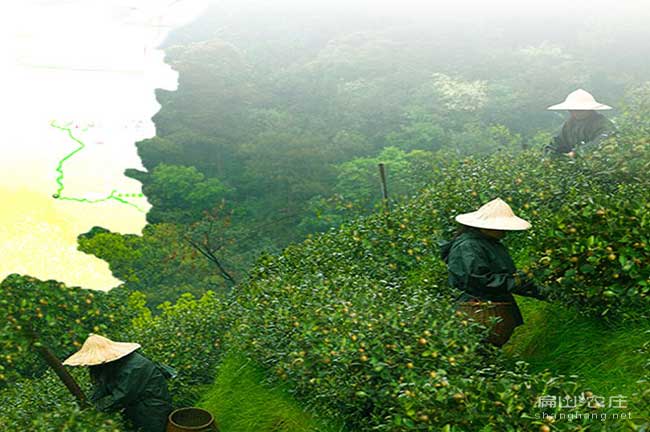 中國大中規模油茶基（jī）地