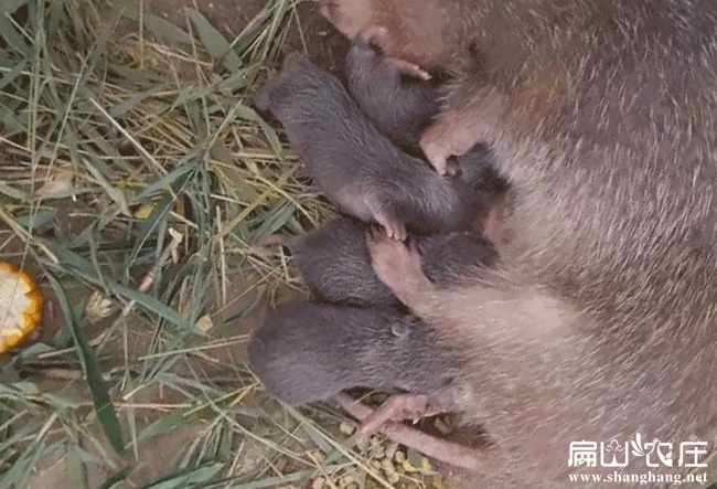 梧州竹鼠養殖培訓（xùn）基地