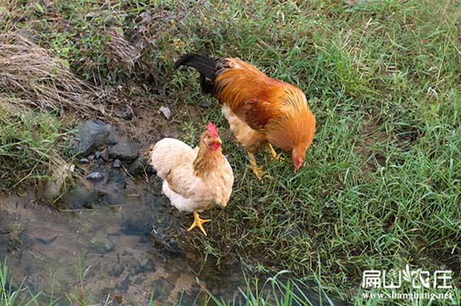 長汀河田雞養（yǎng）殖基地