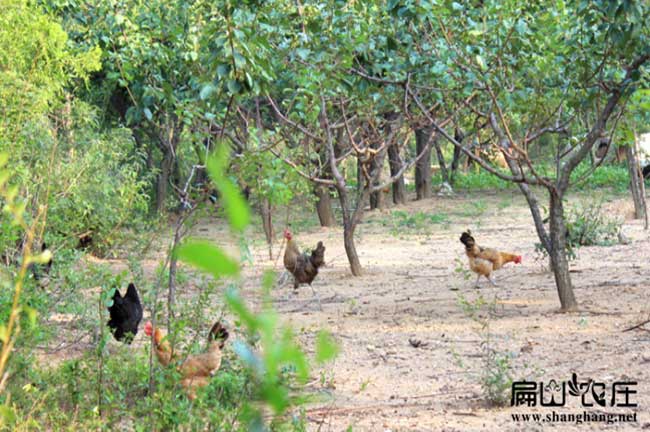 河（hé）南樹林土雞養殖基地（dì）