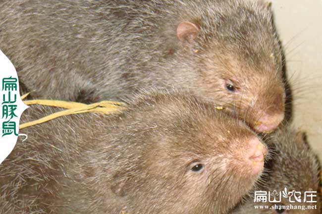 花兔竹鼠養殖業