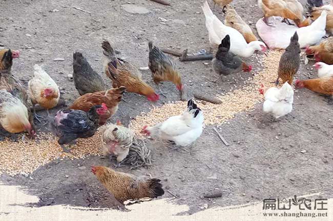 湖南福建火雞苗批發火雞養殖基地