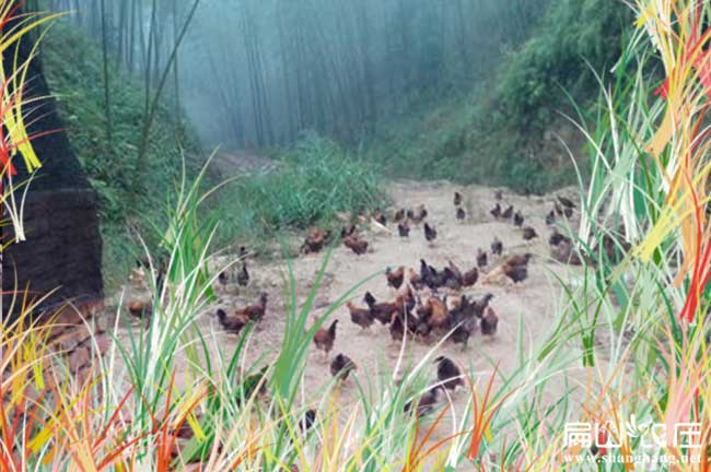 好散養土（tǔ）雞養（yǎng）殖基地