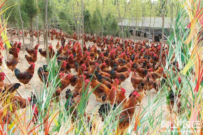 泉州石獅野雞苗基地