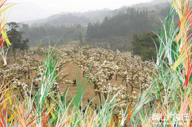 河南大中的生態土（tǔ）雞養殖基地 河南土雞苗孵化場