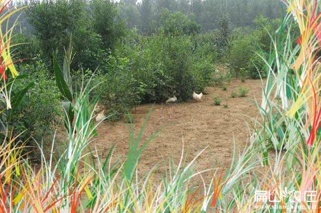 怒（nù）江果園養殖基地