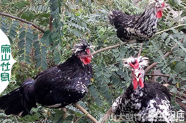 龍岩（yán）貴妃苗孵化基地