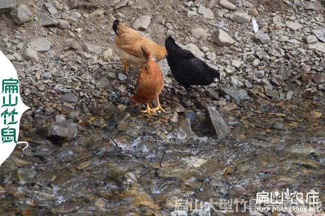 南安五（wǔ）黑綠殼脫溫雞苗南（nán）安孵化基地