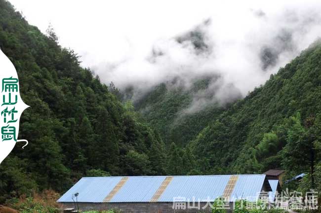 河池竹鼠養殖