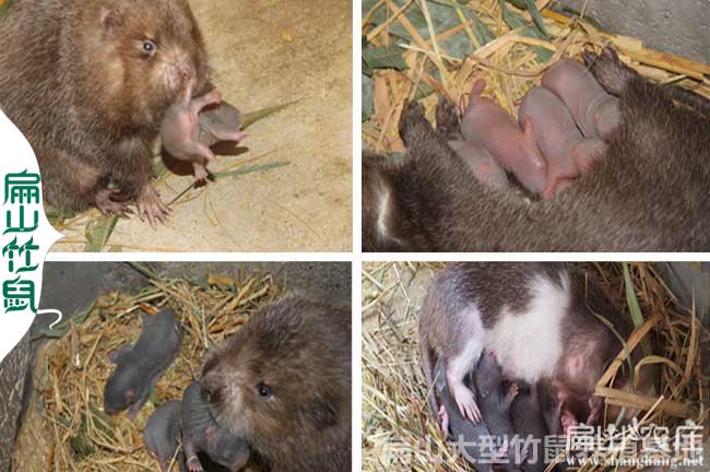 廈門竹鼠養殖基地