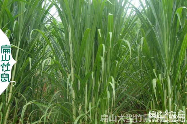 竹鼠中藥粉黃（huáng）竹草