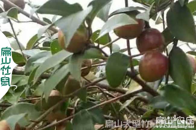 桂林油茶種植（zhí）合作社