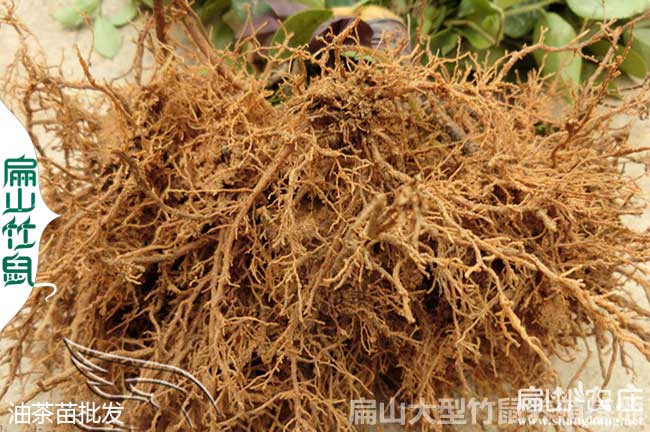 三沙海口三亞儋州油茶（chá）苗批（pī）發基地歡迎（yíng）您！