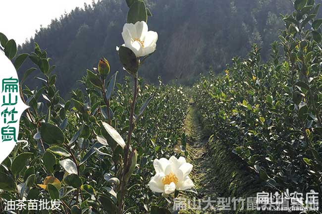 東莞油茶基（jī）地