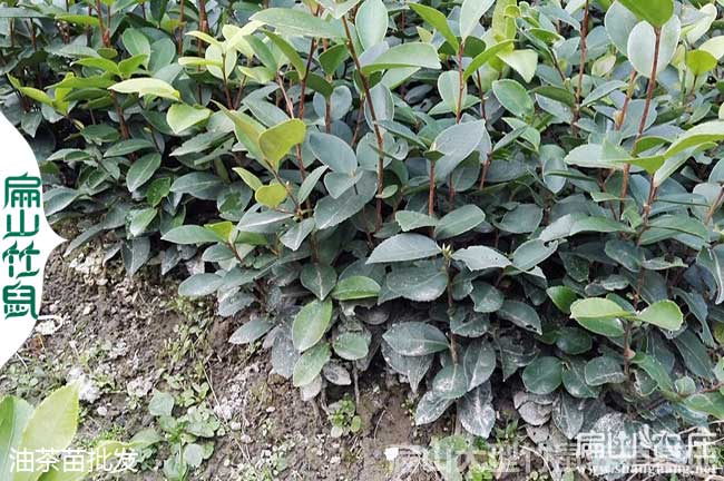 廣東大中的油茶（chá）種植（zhí）基（jī）地