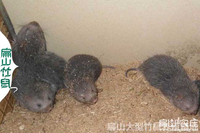 廣西玉林市博白縣扁山竹（zhú）鼠養殖場 紅頰T白毛100對竹鼠（shǔ）種苗