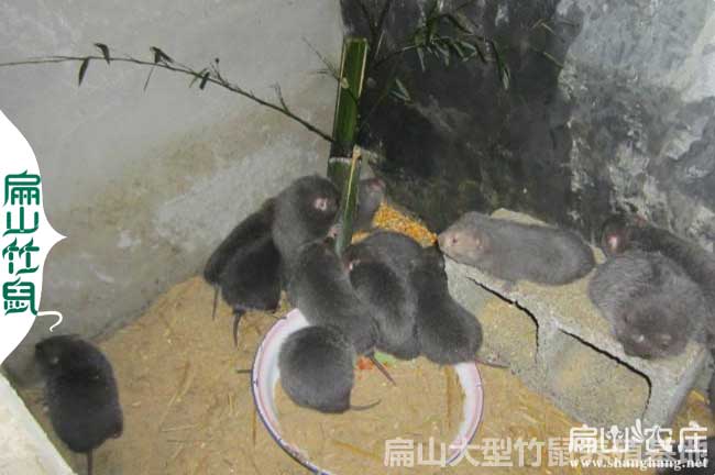 安順竹鼠養殖