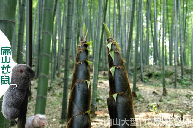 貴港大中的（de）竹鼠養（yǎng）殖基地