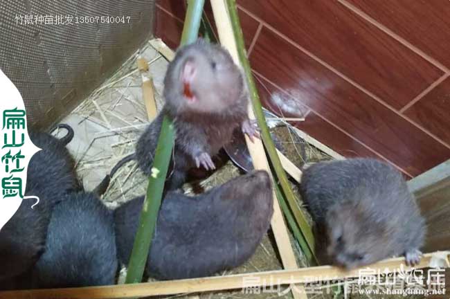 福建竹鼠養殖場