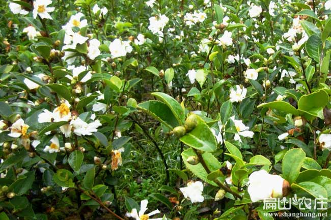 高產軟技茶油苗合作社批發