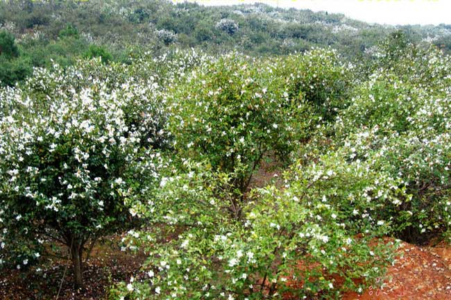 贛州吉安宜春上饒改良嫁接大果紅花油茶苗種植畝產量前景如何-扁山（shān）油茶