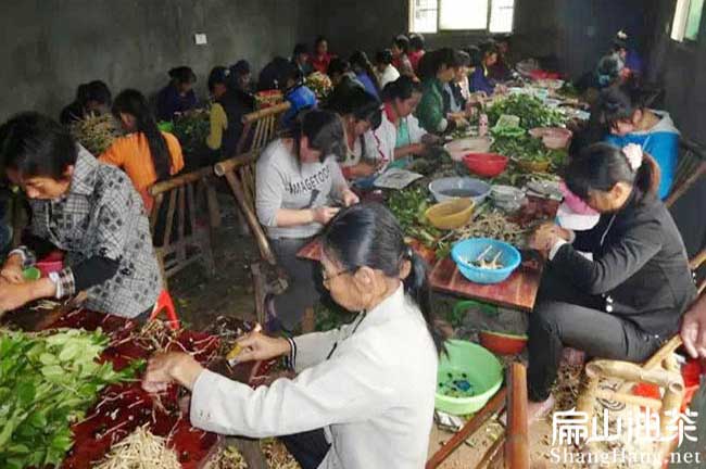 福建（jiàn）油茶苗嫁接現場