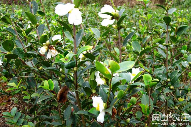 world好的油茶苗基地