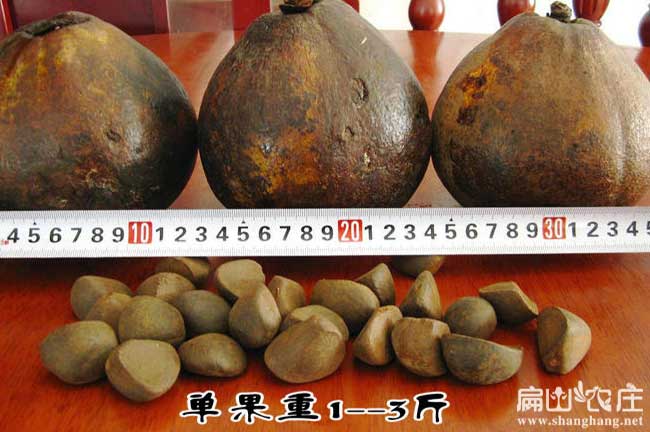 中國產油量高的油（yóu）茶品種