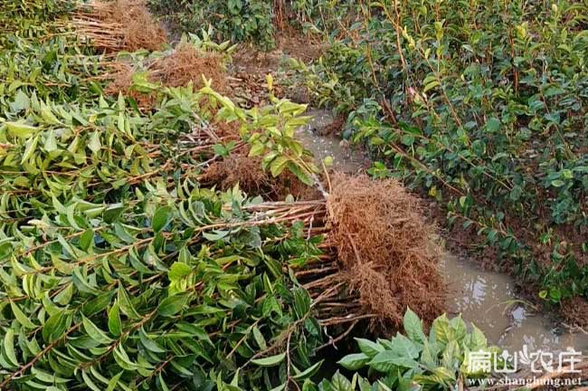 綿陽油茶苗大中（zhōng）批發中心