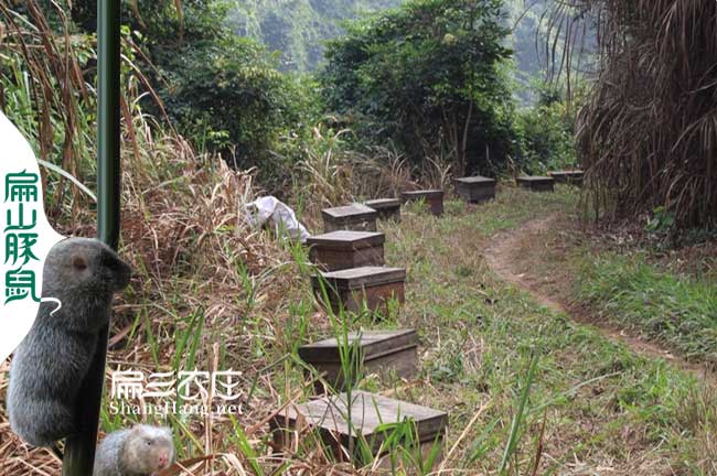 福（fú）建蜂蜜養殖大王