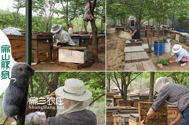 福州蜜蜂養殖基地