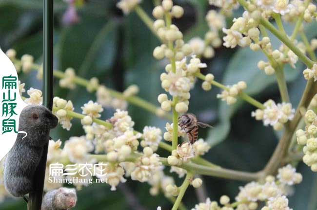 徐州蜜蜂養殖（zhí）