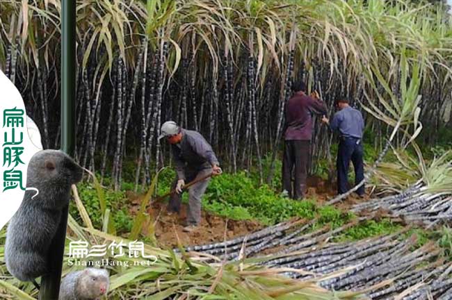 化（huà）州竹鼠養殖