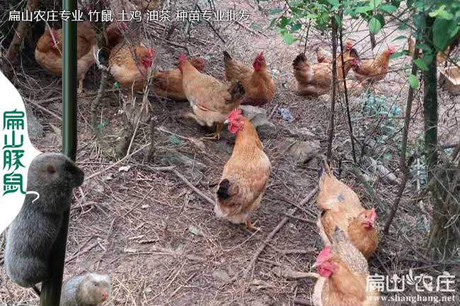 廣西黑鳳雞苗孵化基地