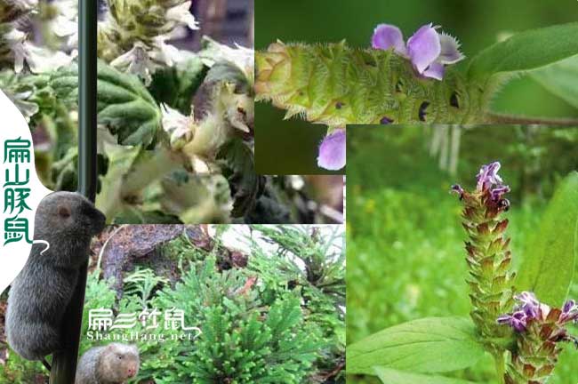 竹鼠腸炎中藥喂夏枯草