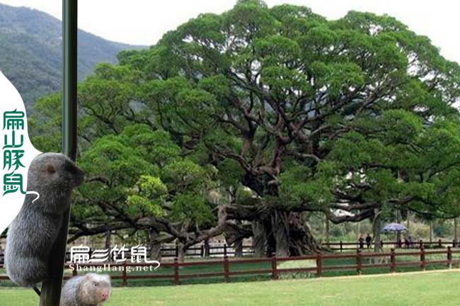 福州竹鼠腸炎中藥小葉榕