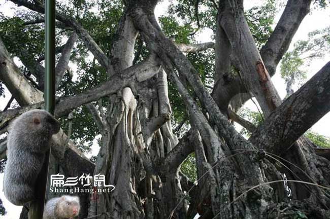 芒市竹鼠養殖