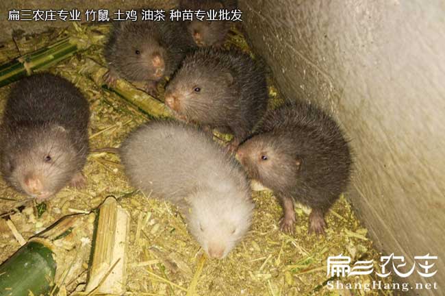 賀州白毛竹鼠養殖場