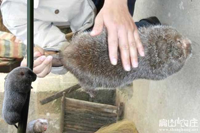 Y2024衢州規模竹鼠養殖基地 浙江衢州竹鼠養殖場 一組1公5母