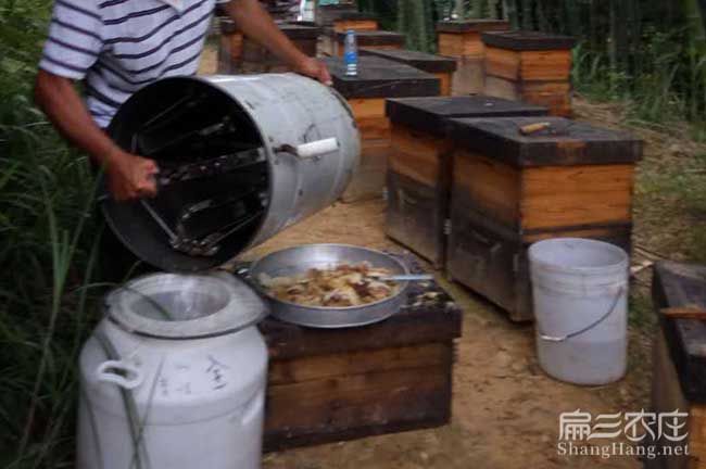 龍岩蜜蜂養殖技術培訓