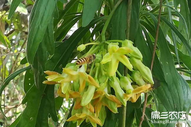 揭陽蜜蜂（fēng）養殖技術