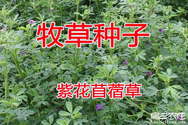 竹鼠牧草種（zhǒng）子