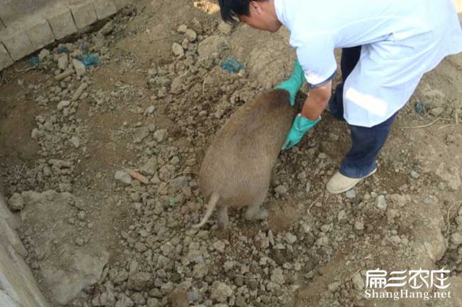 綠春竹（zhú）鼠養殖基地