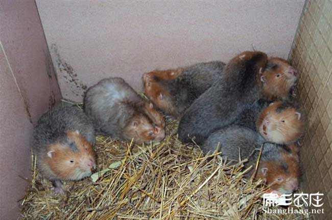 牟定竹鼠養殖