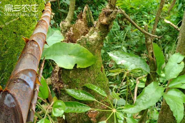 綠茵湖油茶基地種植的