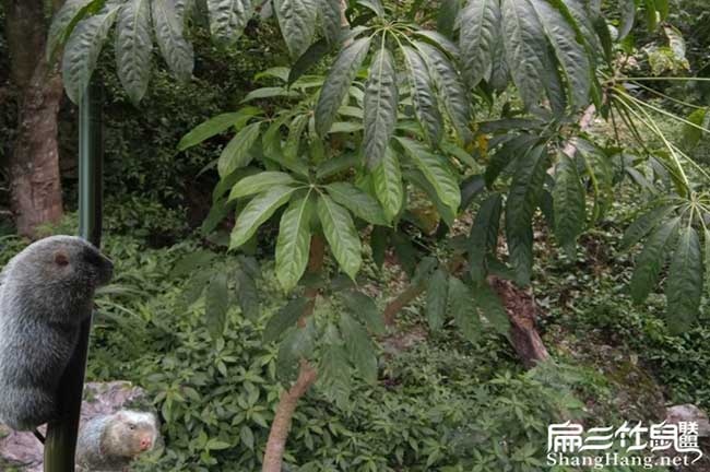 鴨腳木怎麽種植